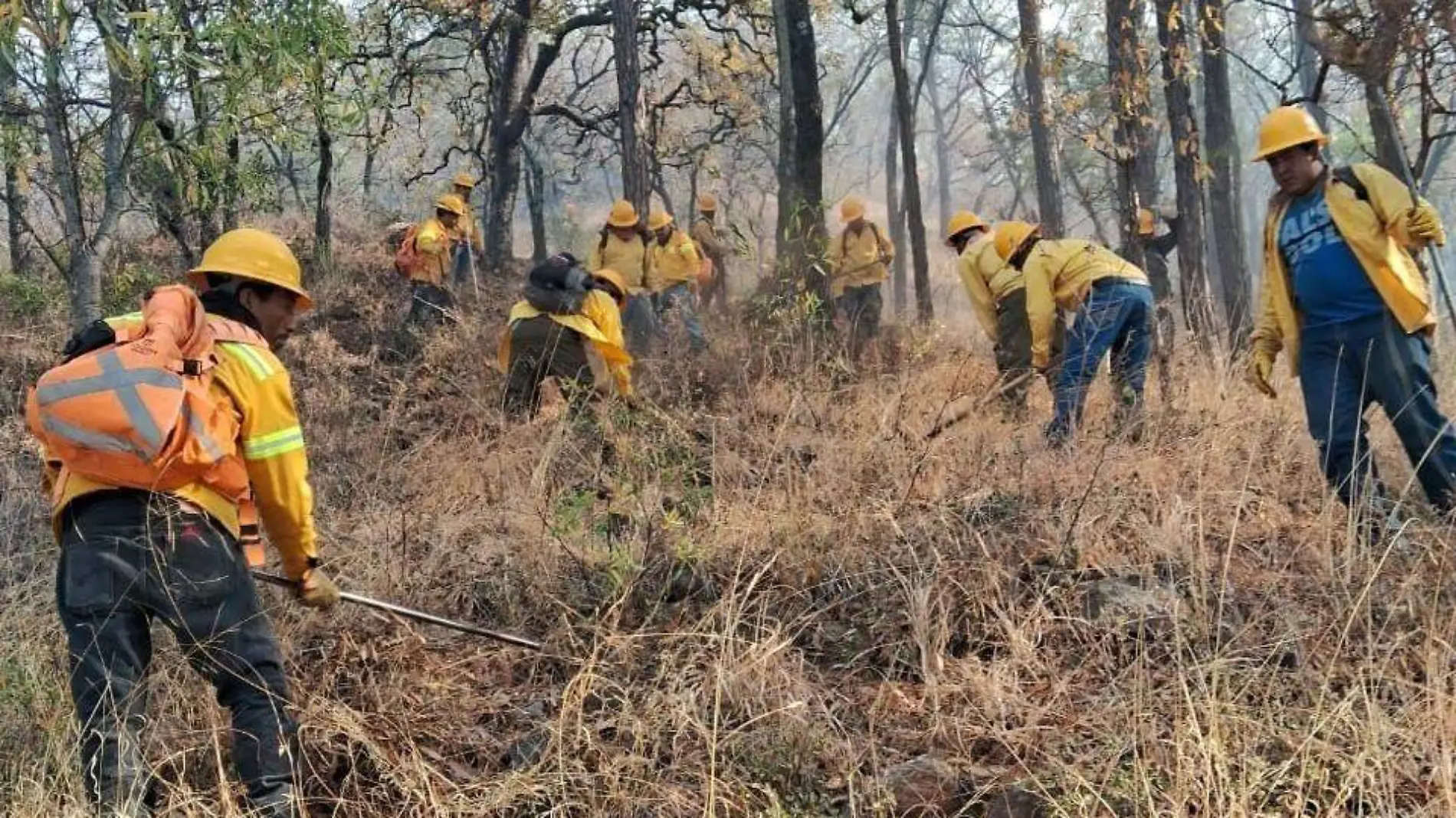 INCENDIOS FOTO CORTECIA cepc